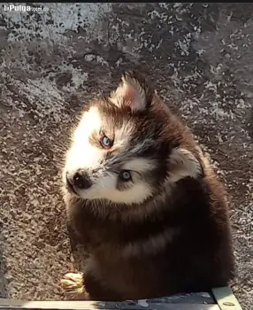 Husky siberiano hembra