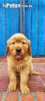 Golden retriever