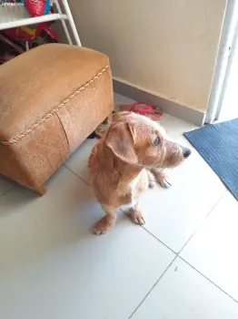 Perrita pequeña la regalo 6 meses