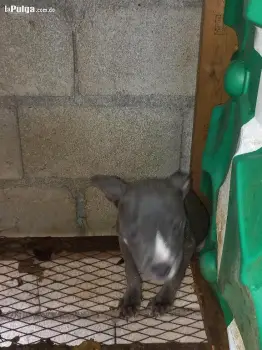 Pitbully blue hembra