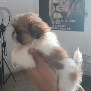 Pekinés toy