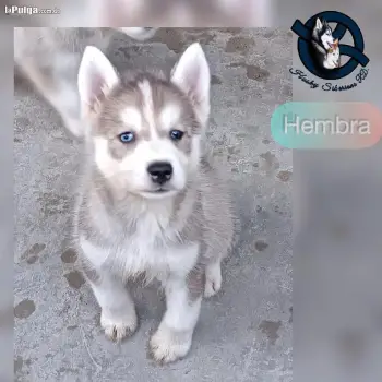 Husky siberiano hembra