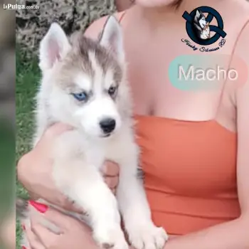 Husky siberiano macho