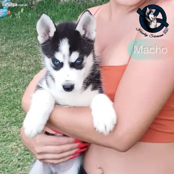 Husky siberiano macho