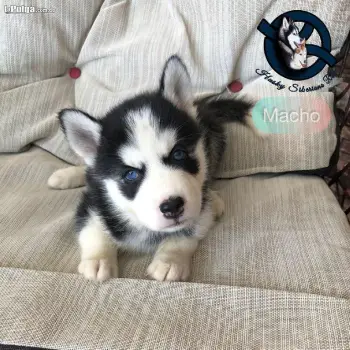 Husky siberiano macho