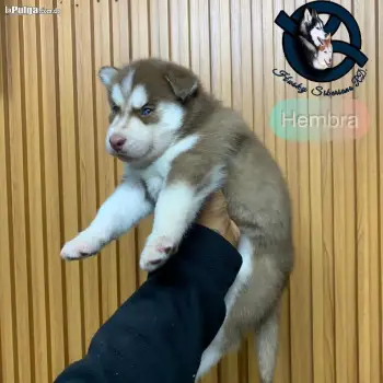 Husky siberiano hembra