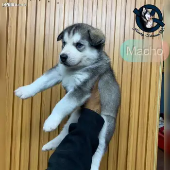 Husky siberiano macho