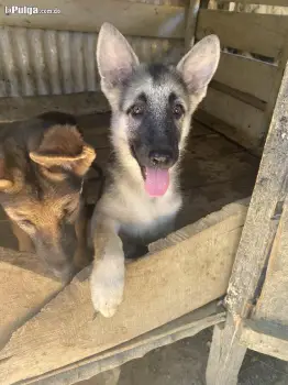 Cachorra pastor alemán