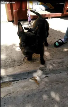 Perro american bully para monta buena genetica