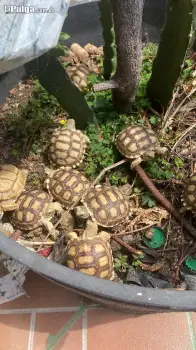 Tortugas sulcatas