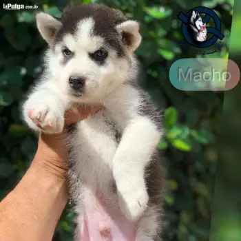 Husky siberiano macho