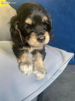 Cocker spaniel bien lindos disponible