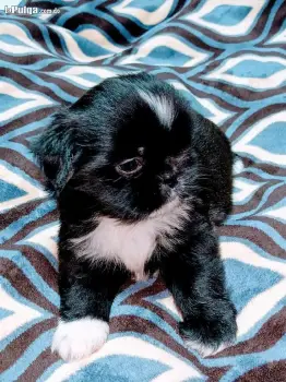 Shihtzu macho