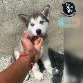 Husky siberiano macho