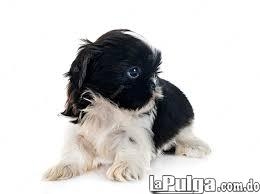 Shihtzu