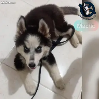 Husky siberiano macho