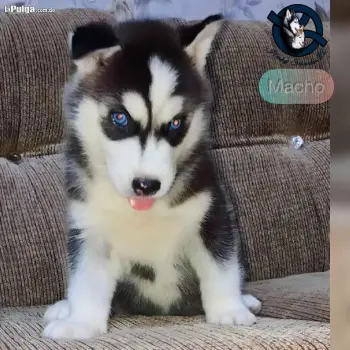 Husky siberiano macho