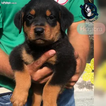 Rottweiler hembra