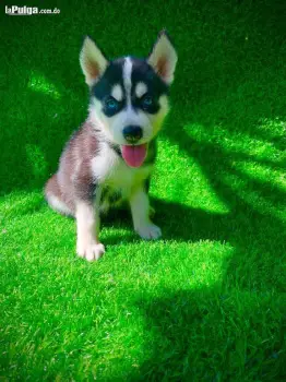 Husky siberiano