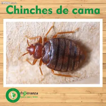 Fumigacion contra chinches