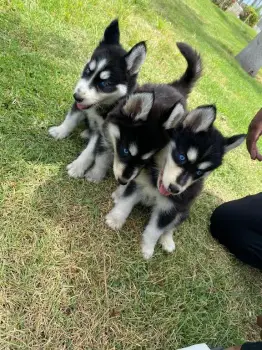 Husky siberiano hembra y macho  en san cristóbal