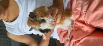 Hermosos cobayas pelo corto y pelo largo en la altagracia