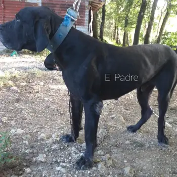 Madre pitbull  y  el padre  fila brasileÑo. en puerto plata