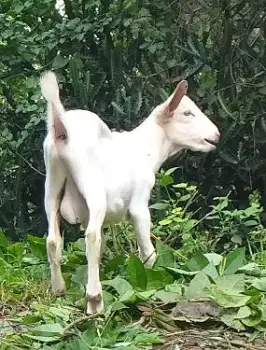 Chivos raza nubia  y  saanen  en puerto plata