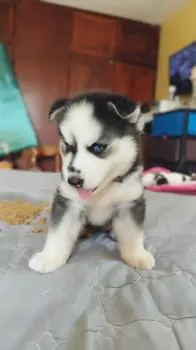 Husky siberiano hembra