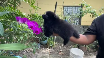 Pomeranias disponibles en san cristóbal