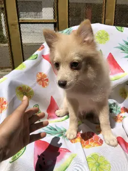 Vendo perritos de raza pomerania