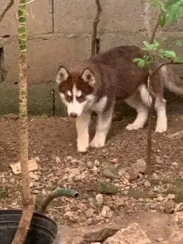 Husky siberiano 4 meses hembra vacunas al dia