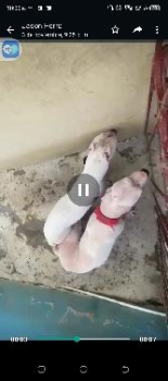 Cachorros dogo argentino