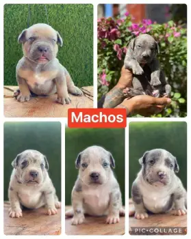 Cachorros american bully xl disponibles