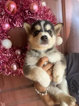 Husky siberiano