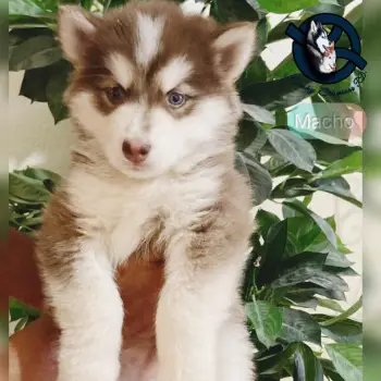 Husky siberiano macho