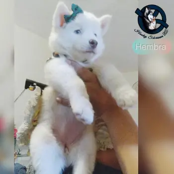 Husky siberiano hembra