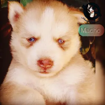 Husky siberiano macho