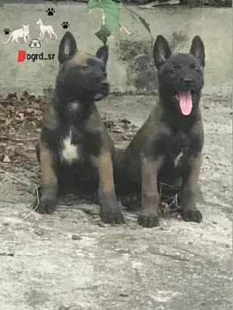 Pastor belga malinois ambos sexos