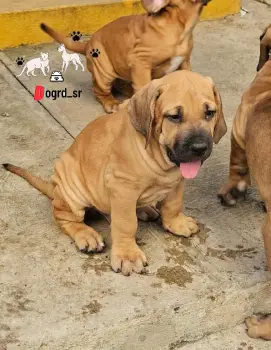 Fila brasileña ambos sexos