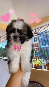 Perrita shih tzu mini