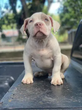 American bully ambos sexos