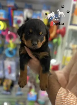 Rottweiler ambos sexos