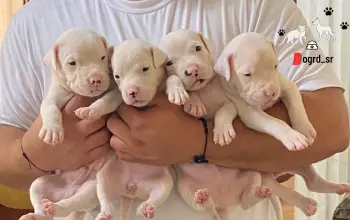 Dogo argentino ambos sexos