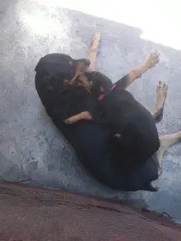 Rottweiler hembra en la romana