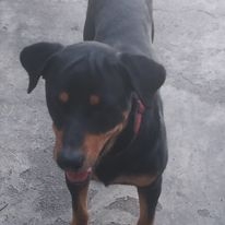 Rottweiler hembra en la romana