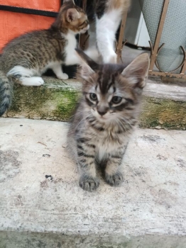 Gatitos - gaticos - gatos europeos en adopción machos los tres