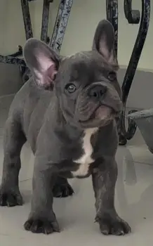 Oferta cachorro bulldog frances macho en santo domingo y vacunado