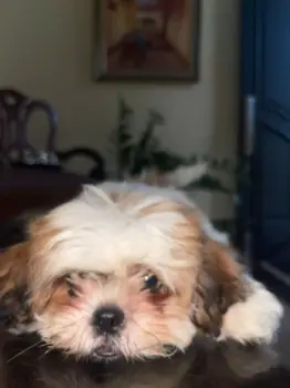 Oferta cachorro shih tzu macho en santo domino y vacunados