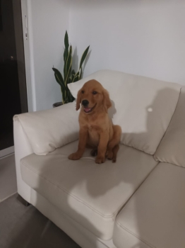 Oferta golden retriever macho vacunado en santo domingo